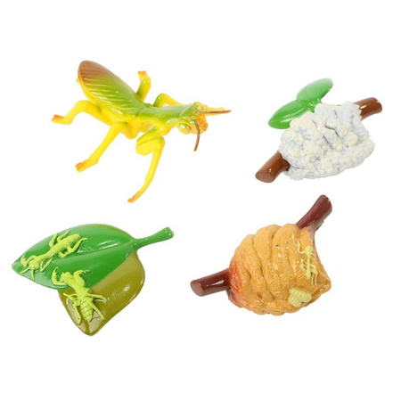Insect Lore Praying Mantis Life Cycle Stages Figure Set 2510